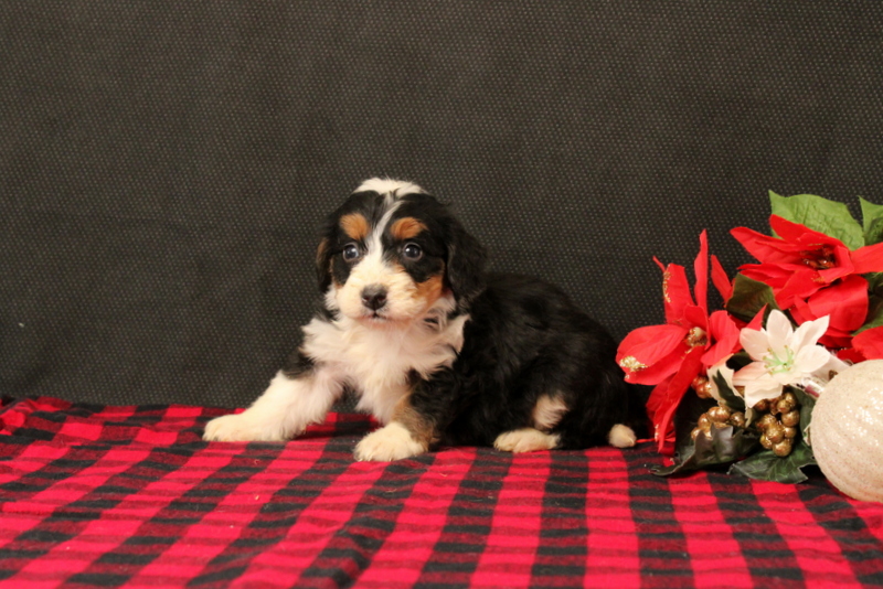 puppy, for, sale, Mini Bernadoodle F2, Matthew B. Stoltzfus, dog, breeder, Gap, PA, dog-breeder, puppy-for-sale, forsale, nearby, find, puppyfind, locator, puppylocator, aca